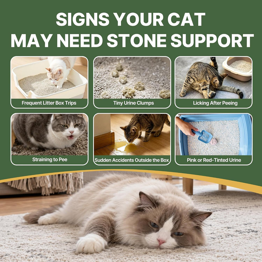 Kidney & Bladder Stones Dissolver for Cats– Traditional Herbal UTI