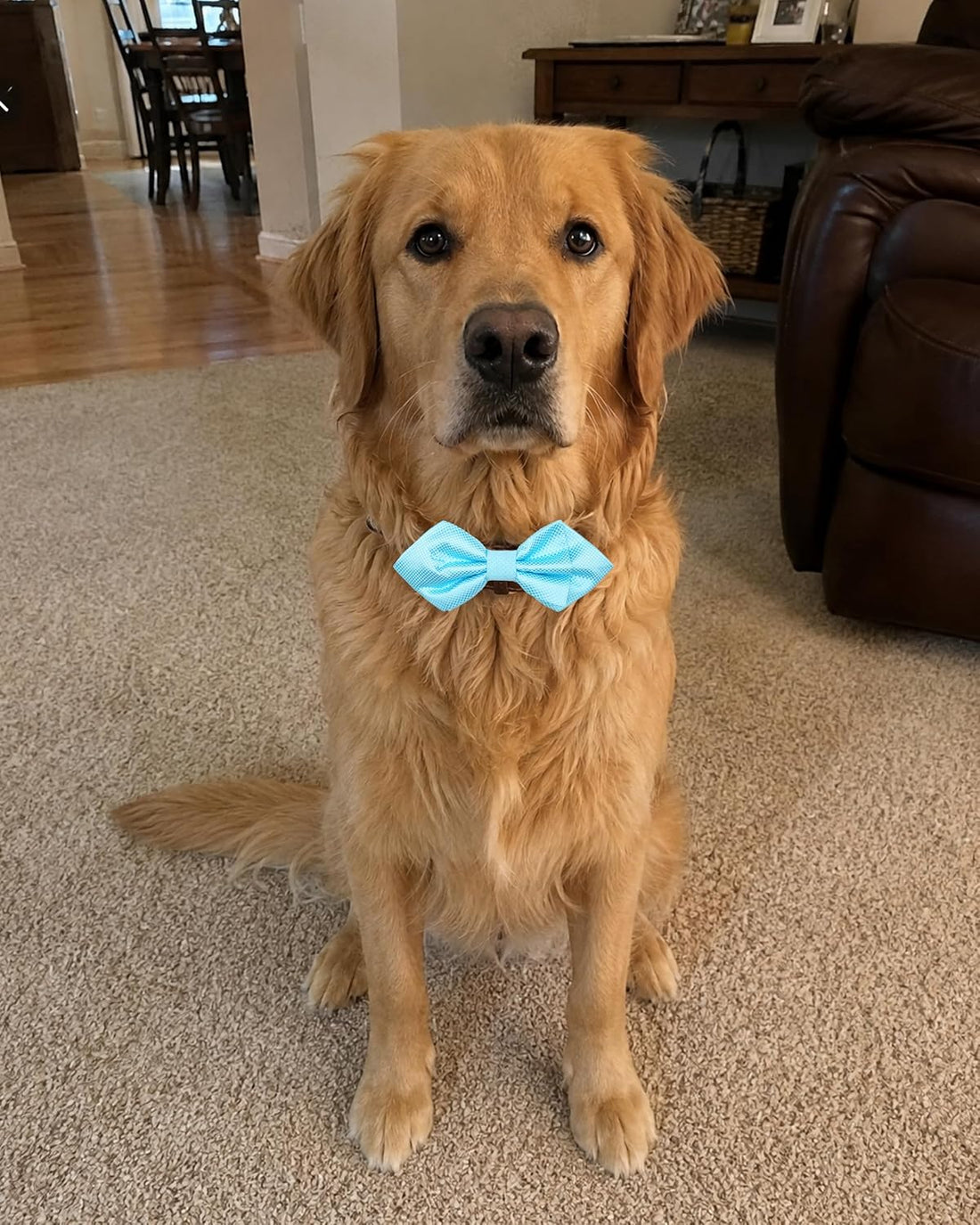 PET SHOW Large Dogs Collar Attachment Bow Ties Embellishment Girls