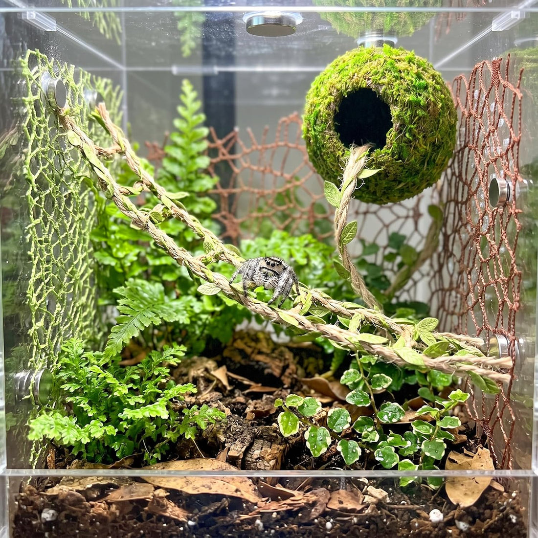 Magnetic Jumping Spider Accessories - Hideout Ball with Wood Shelter
