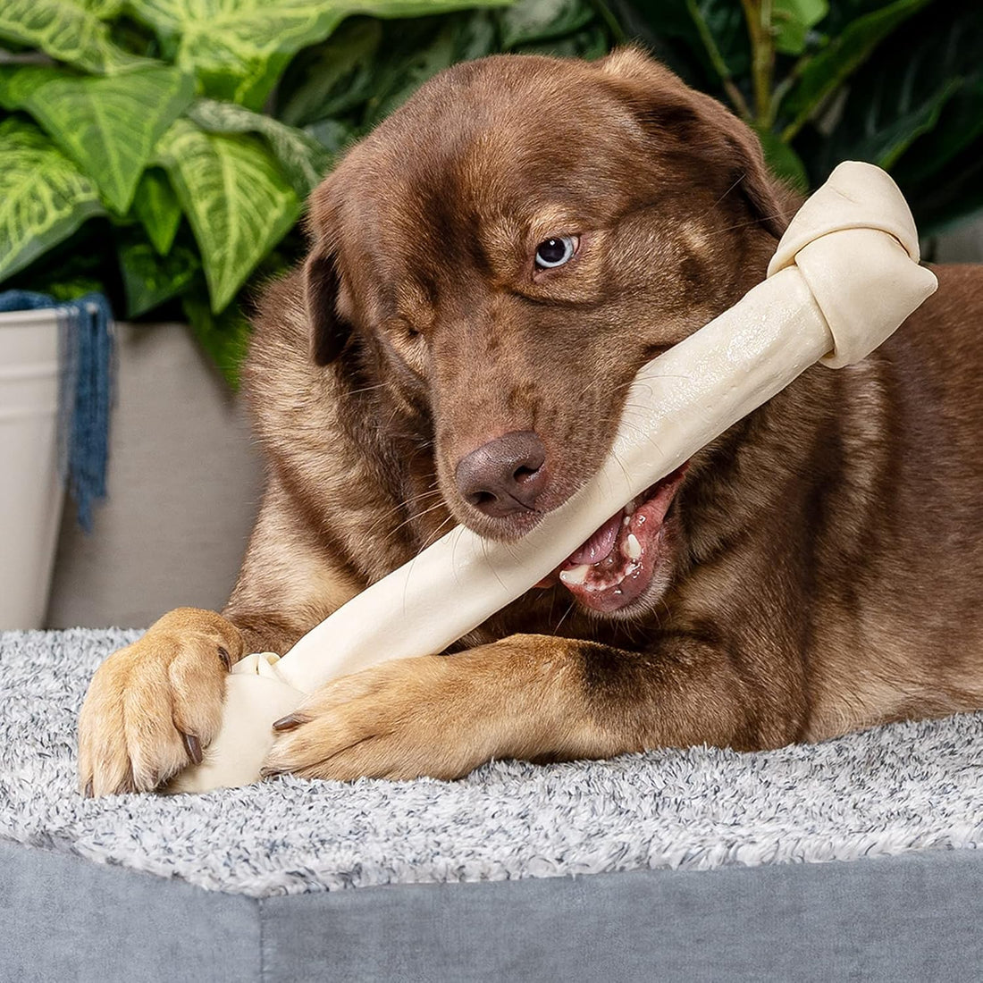 Pet Factory 100% Made in USA Beefhide 15-17" Knotted Bone Dog Chew
