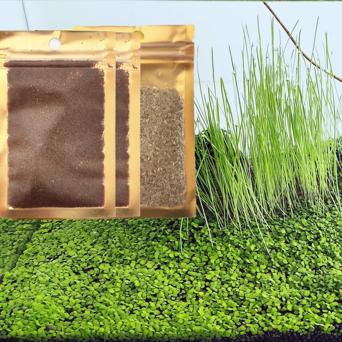 3 Bags Aquarium Plant S.e.e.d set, not aritifical plastic