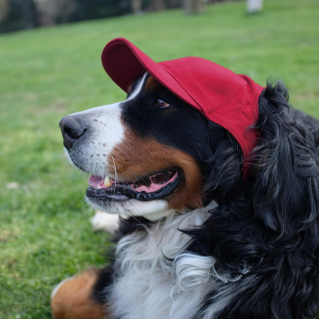 Littlearth NFL San Francisco 49ers Pet Baseball Hat, Team Color, Large