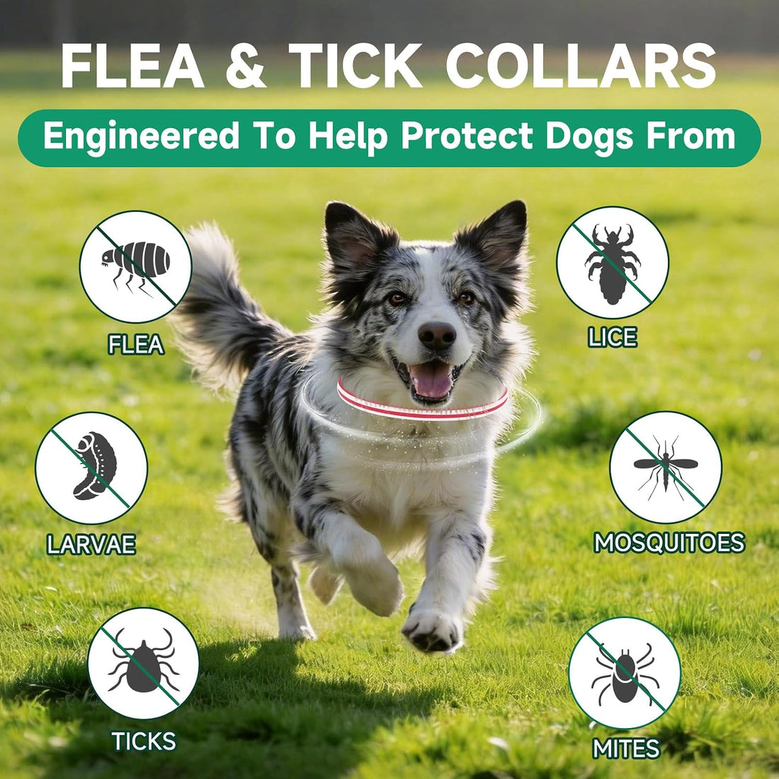 Flea and Tick Prevention for Dogs, 4 Flea Collars, 32 Months