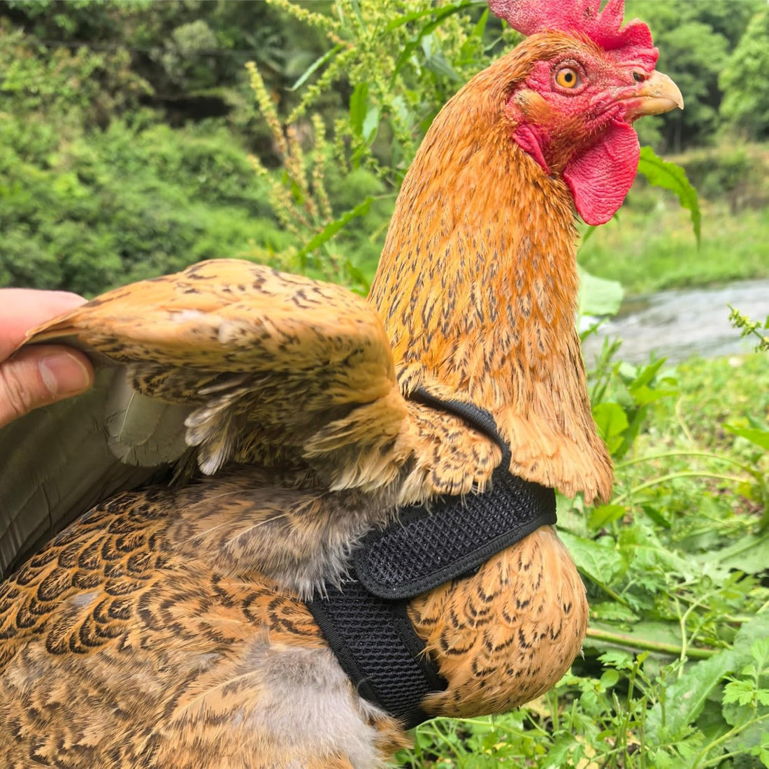 Adjustable Chicken Harness and Leash Set