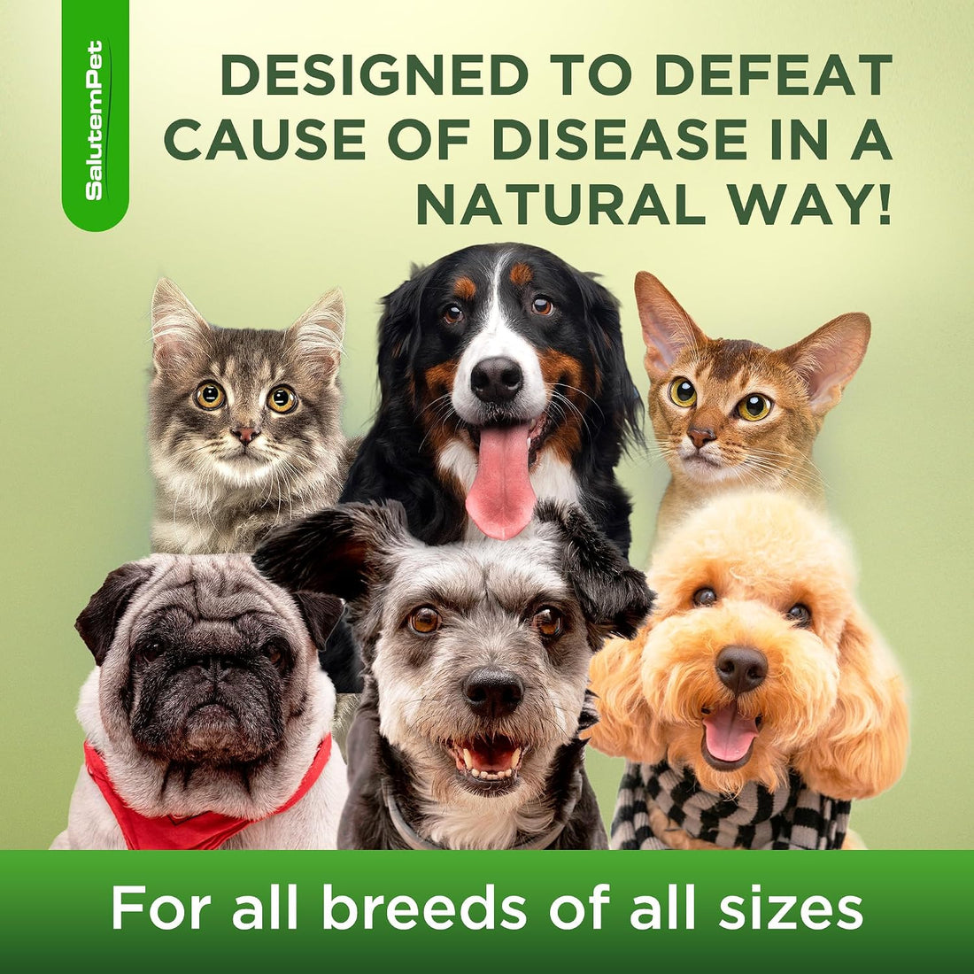 Kennel Cough Medicine for Dogs & Cats