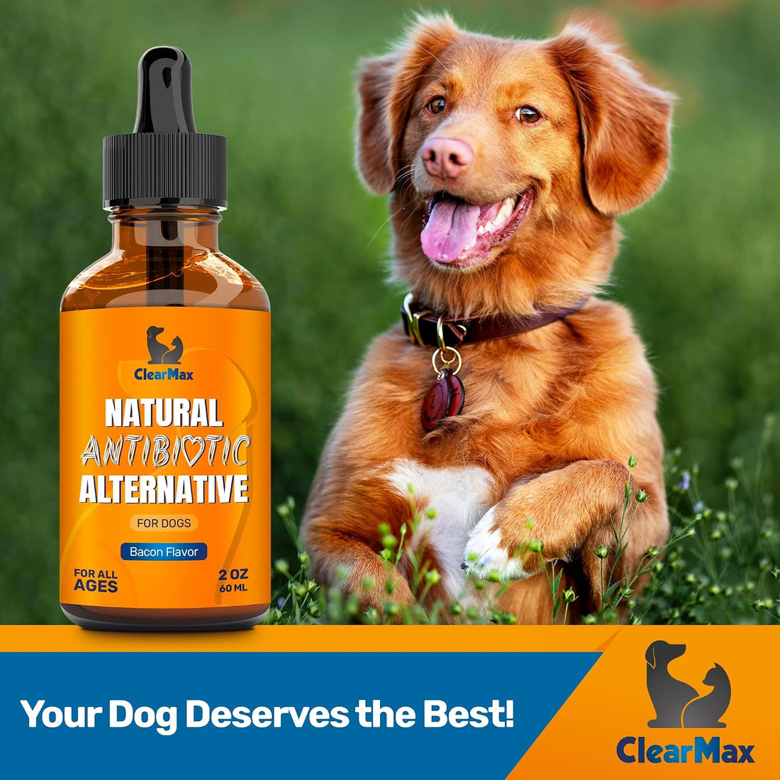 Dog Antibiotics for Infections, Allergies, Coughs