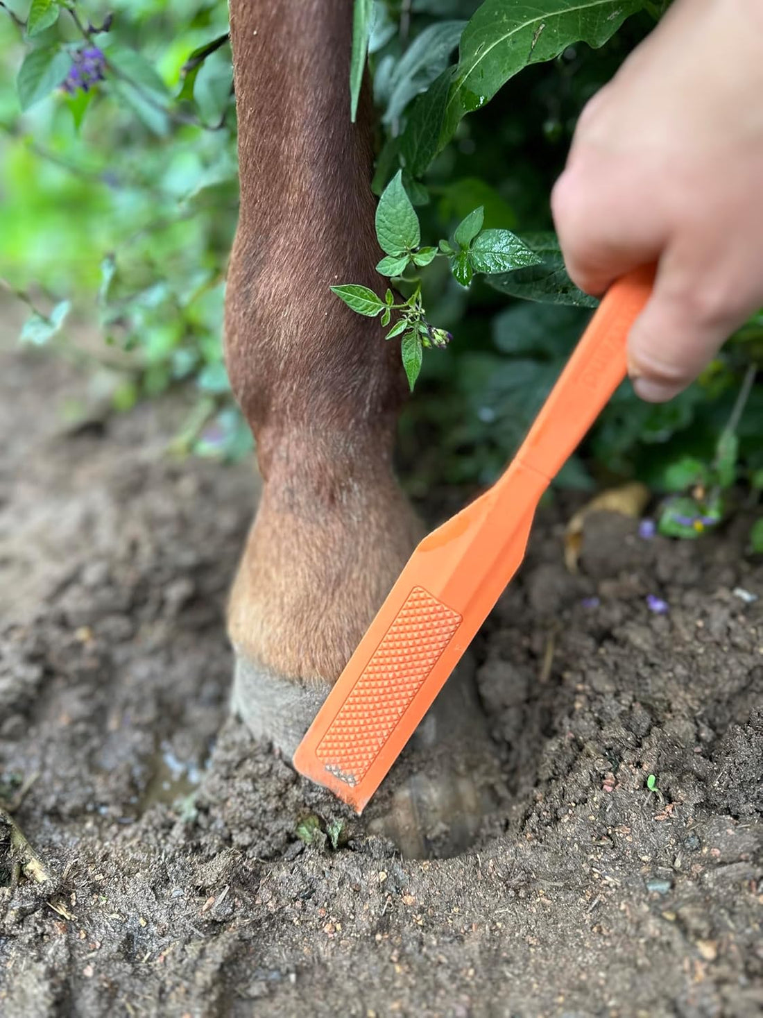 HoofWand • Horse Grooming Supplies for Daily Cleaning & Maintenance