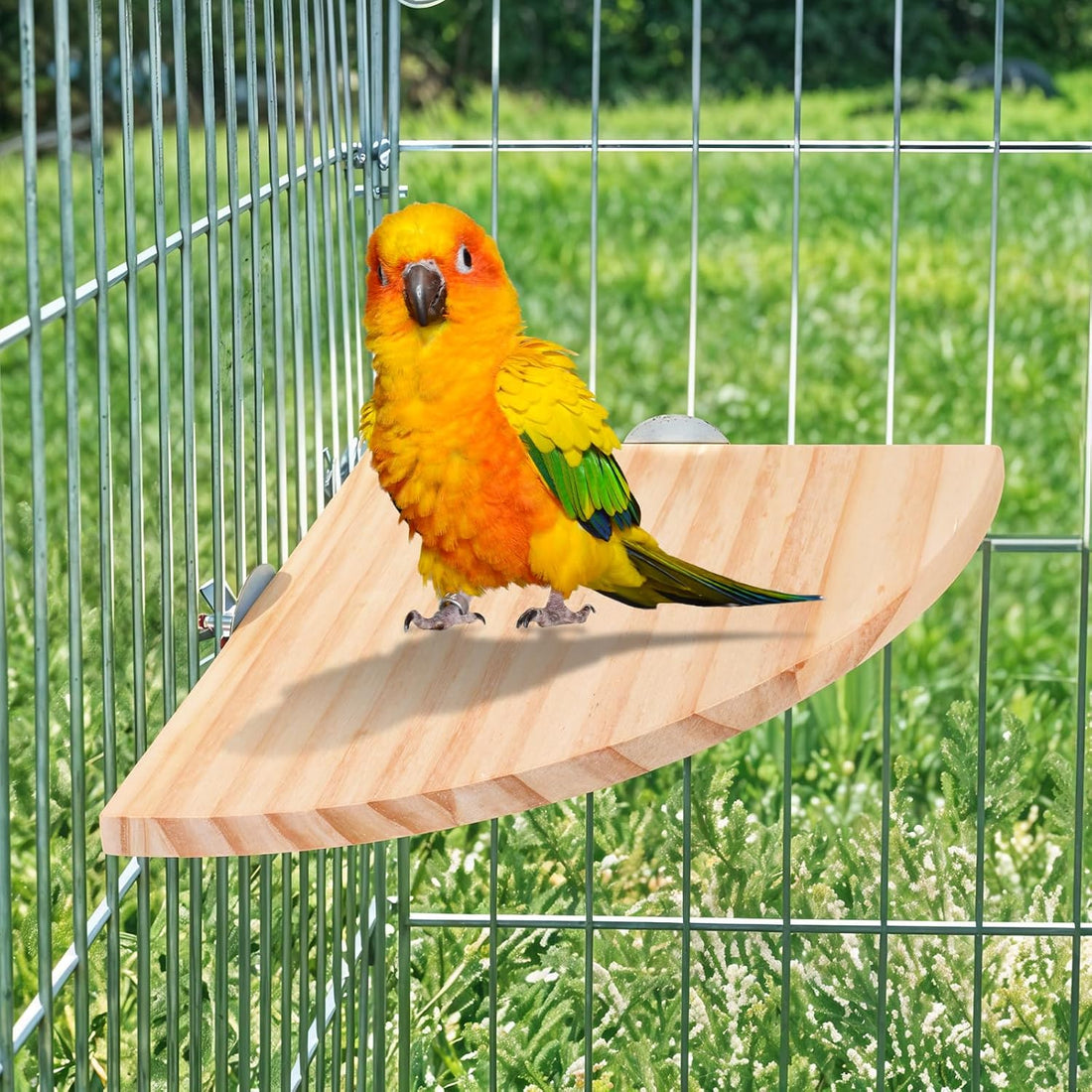Bird Perch Platform Stand Wooden Parrot Perch Corner 6.7 Inches Fan
