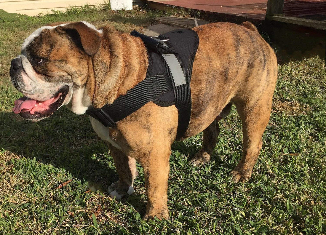 HDP Big Dog Soft No Pull Harness Size:Large Color:Black