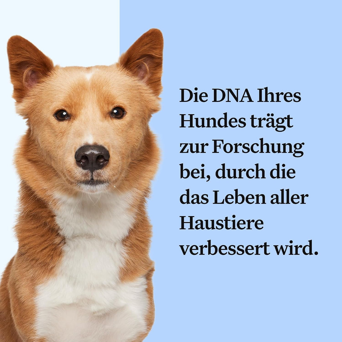 Wisdom Panel Dog Breed Detection DNA Test Kit