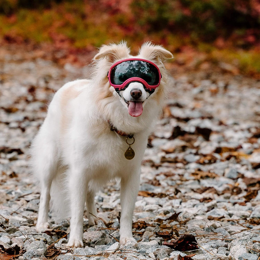 Rex Specs V2 Dog Goggles (Small, Black)