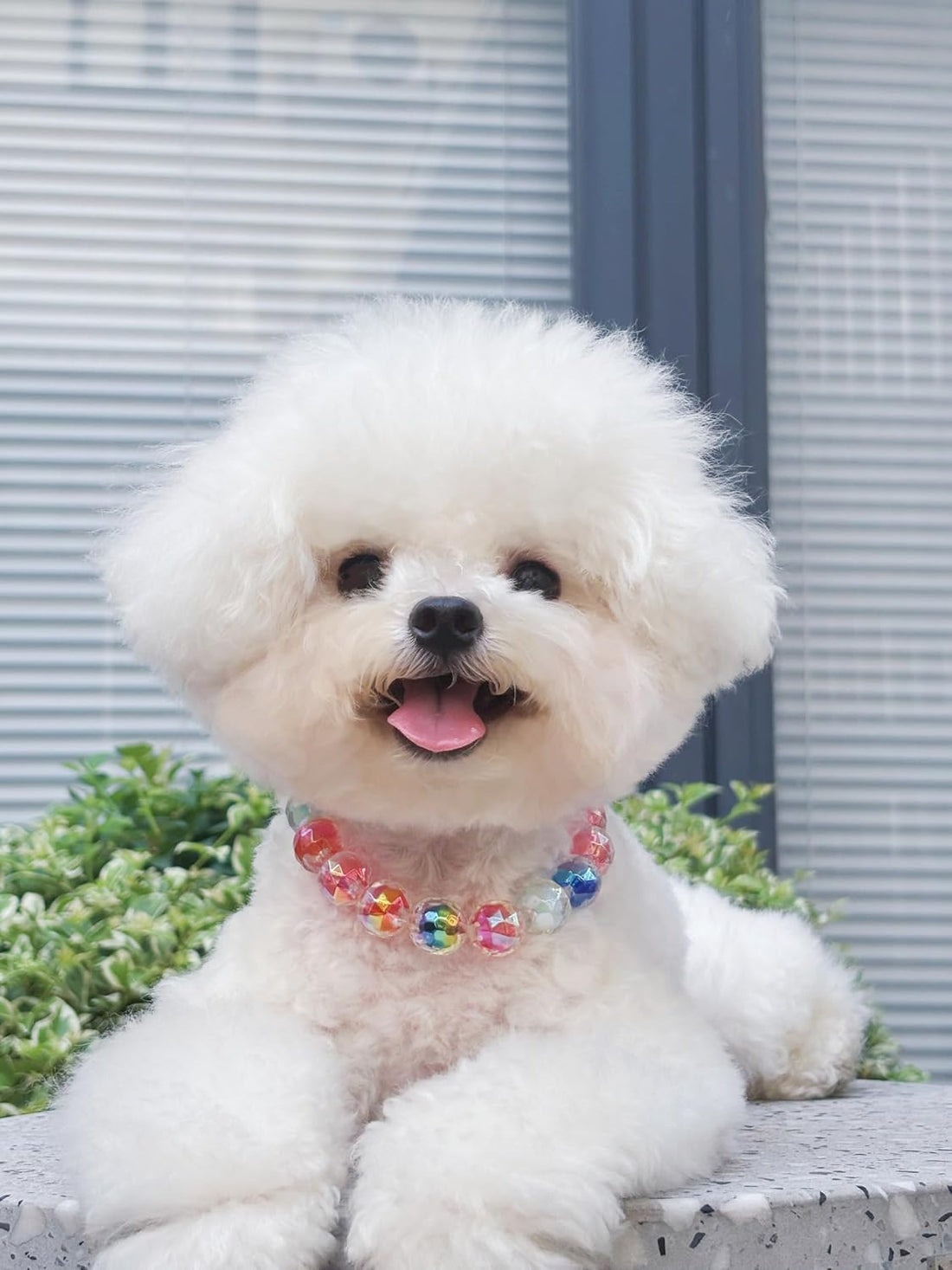 Adjustable Dog Necklace with Elegant Sparkling Colorful Crystal Pearl