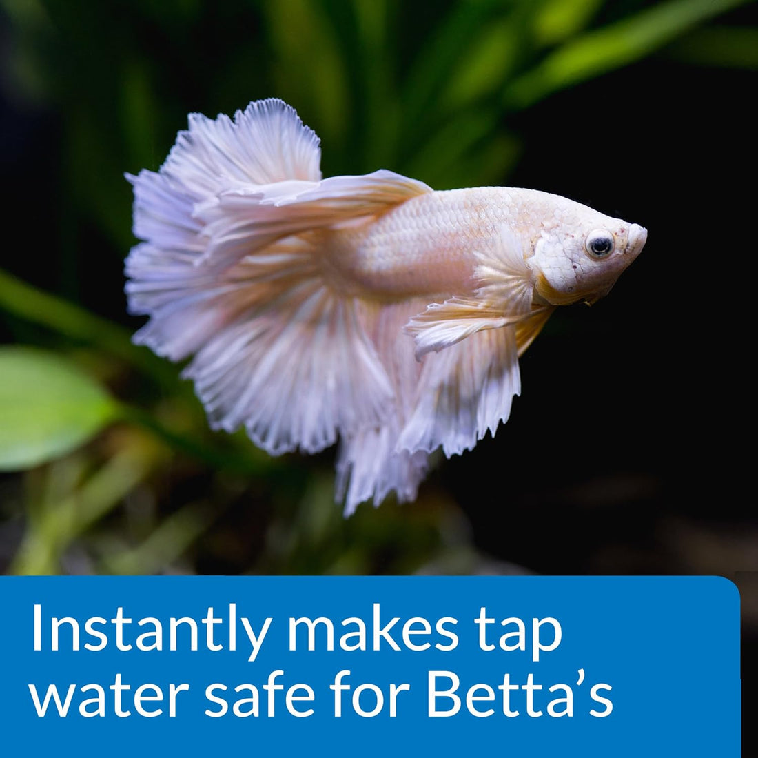 API Betta Water Conditioner Betta Fish Freshwater Aquarium Water