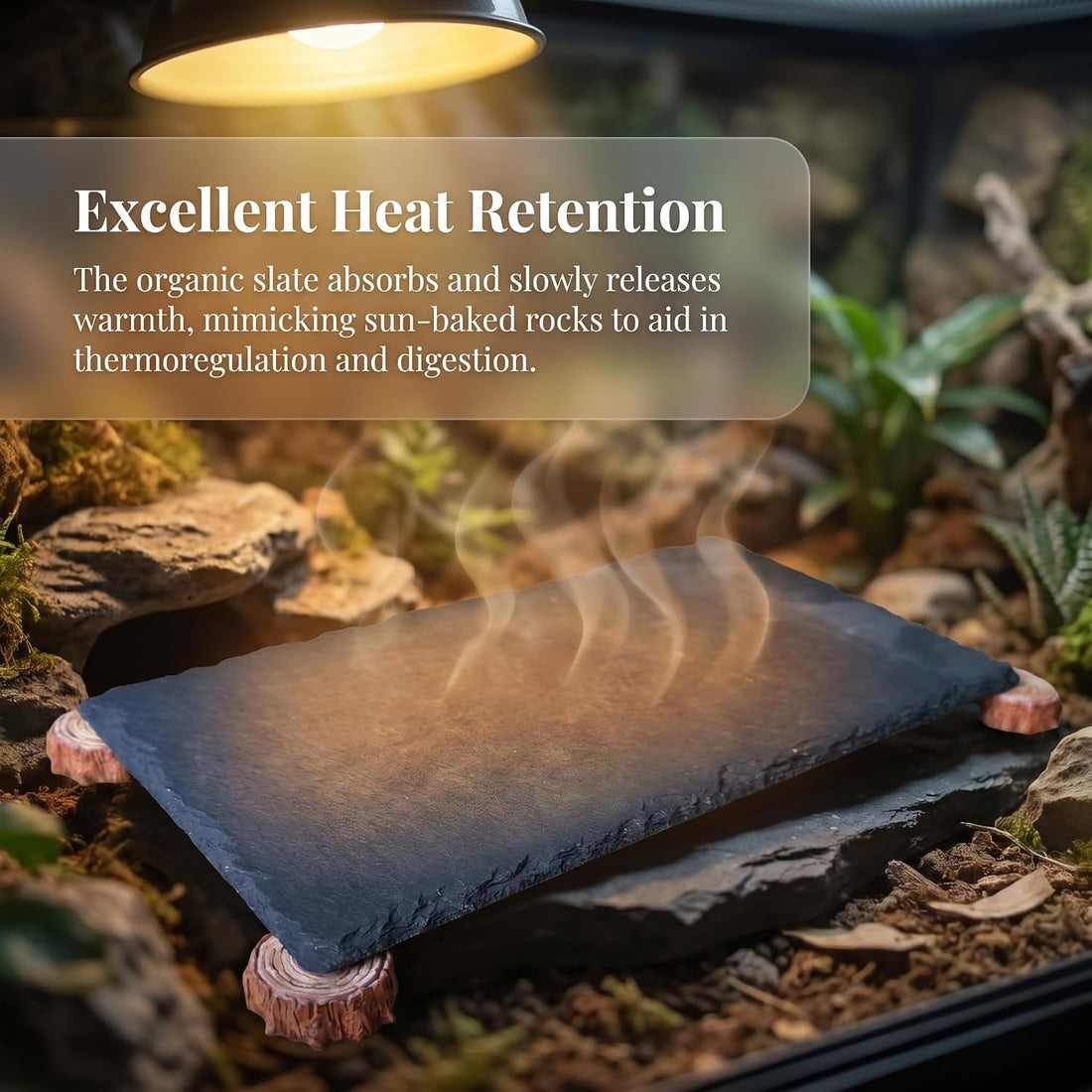 Bearded Dragon Basking Platform