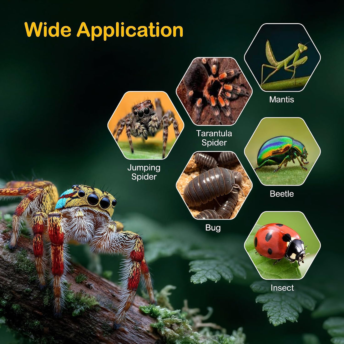 Jumping Spider Enclosure Starter Kit,3 x 3 x 6 in Acrylic Terrarium