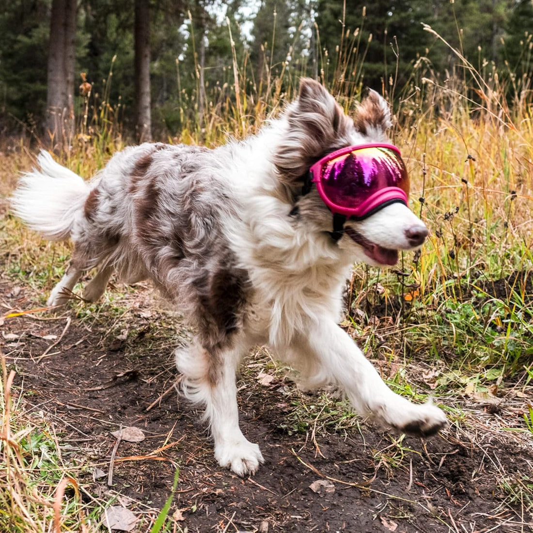 Rex Specs V2 Dog Goggles