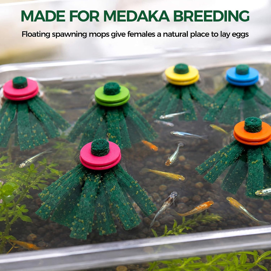 Medaka Spawning Mop Kit, 10 Floating Egg Collectors with Hatch Box
