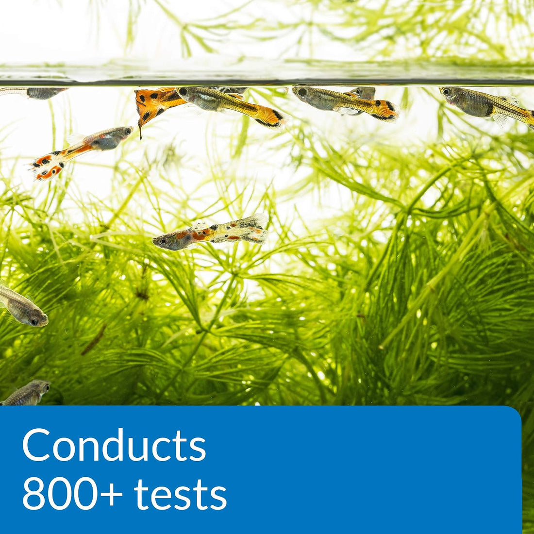 API Freshwater Master Test Kit 800-Test Freshwater Aquarium Water Kit