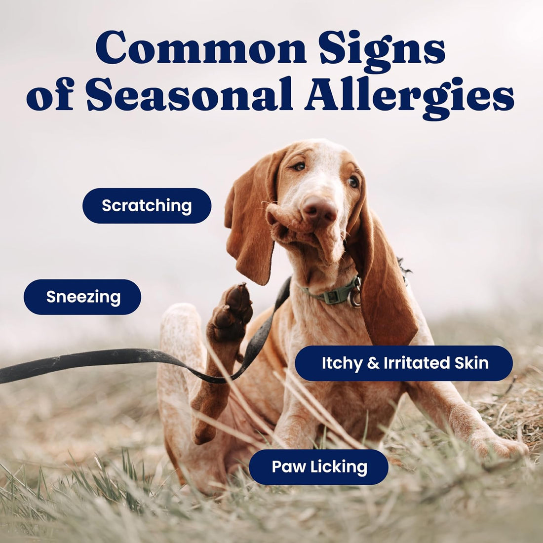 Solid Gold Dog Allergy Relief Chews