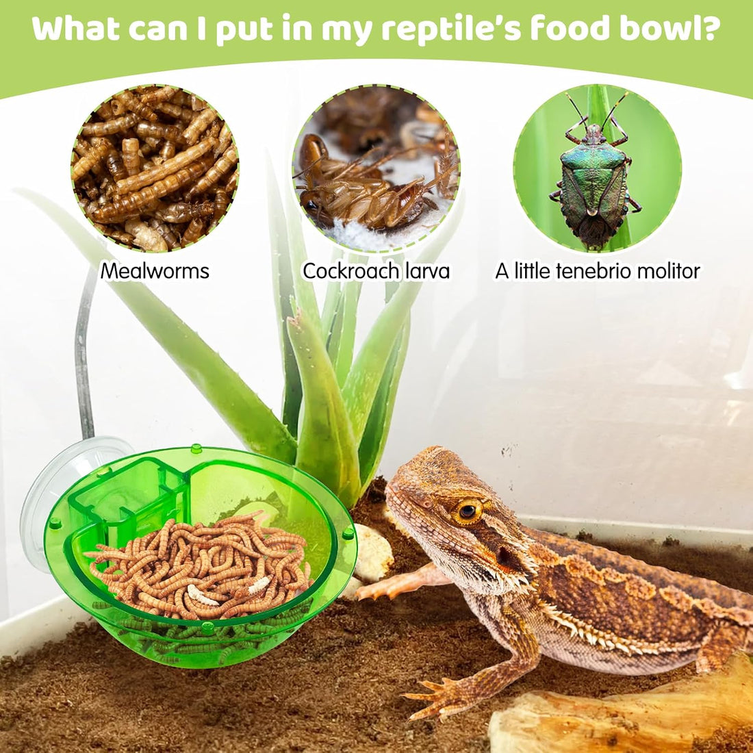 Tfwadmx Chameleon Bowl, Reptile Feeding Feeder,Worm Live Fodder