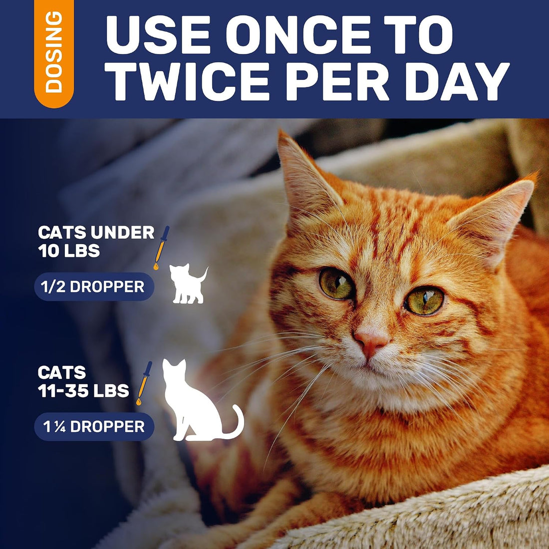 Antibiotics for Cats in Drops – Сat Respiratory Infection Treatment