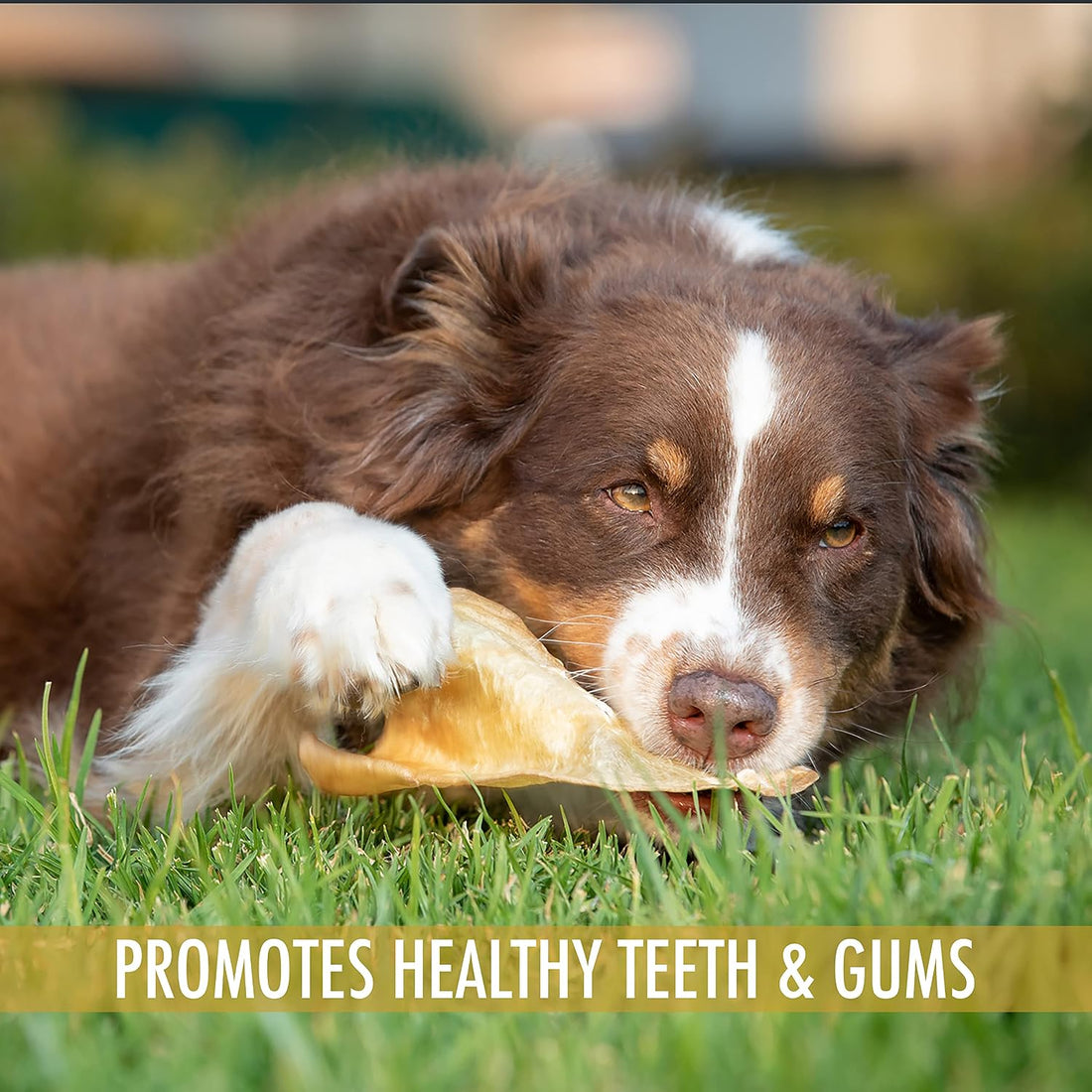 Wild Eats Water Buffalo Ear Dog Chews, 20 Count