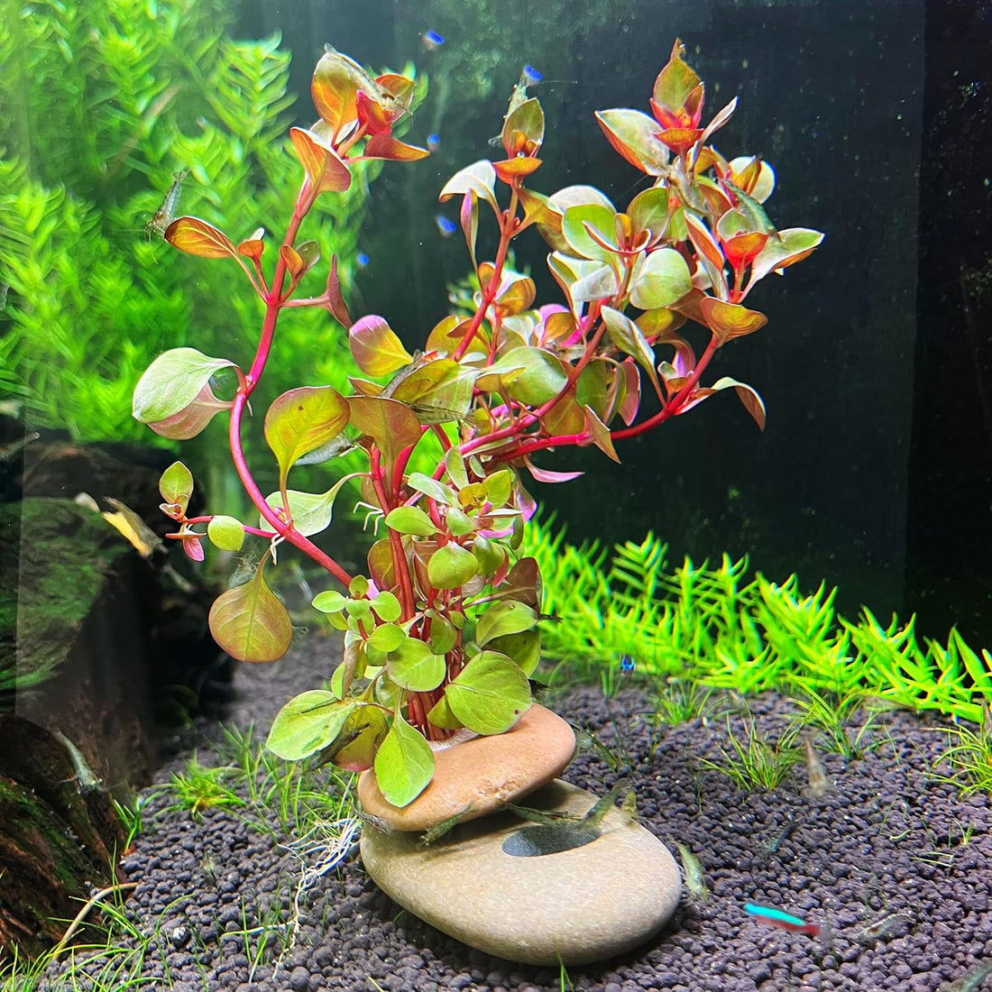 Natural River Stone Plant Weights for Aquarium