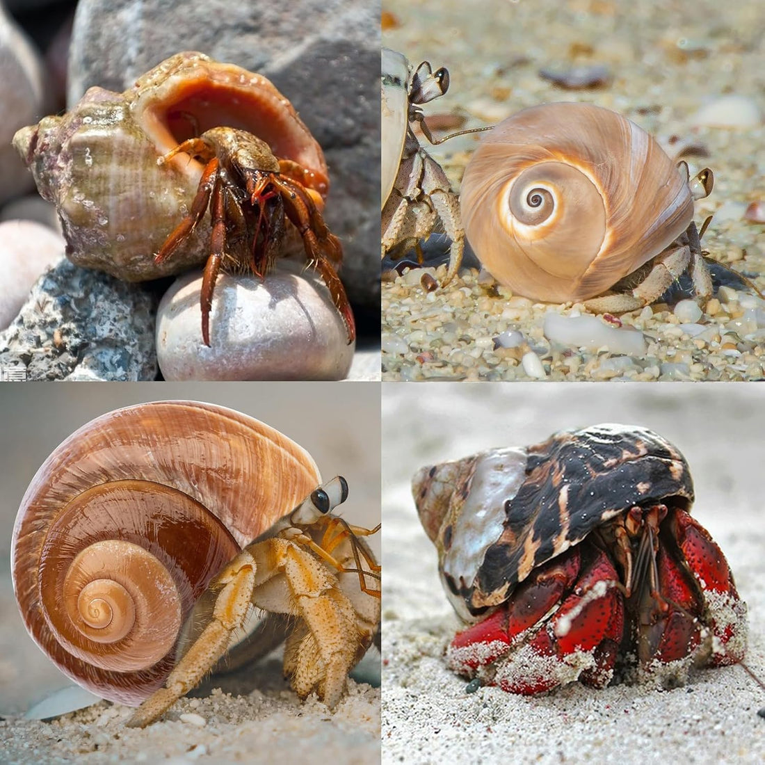 QICQDRAM 3PCS Hermit Crab Shells 2.9~3.3'' Large Seashells 1.2~2''