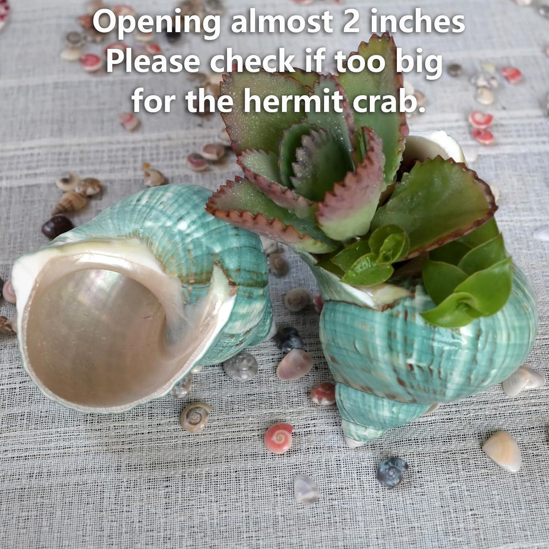 2pcs Large Hermit Crab Shells, Turbo Seashell, Teal Green Conch, L+XL