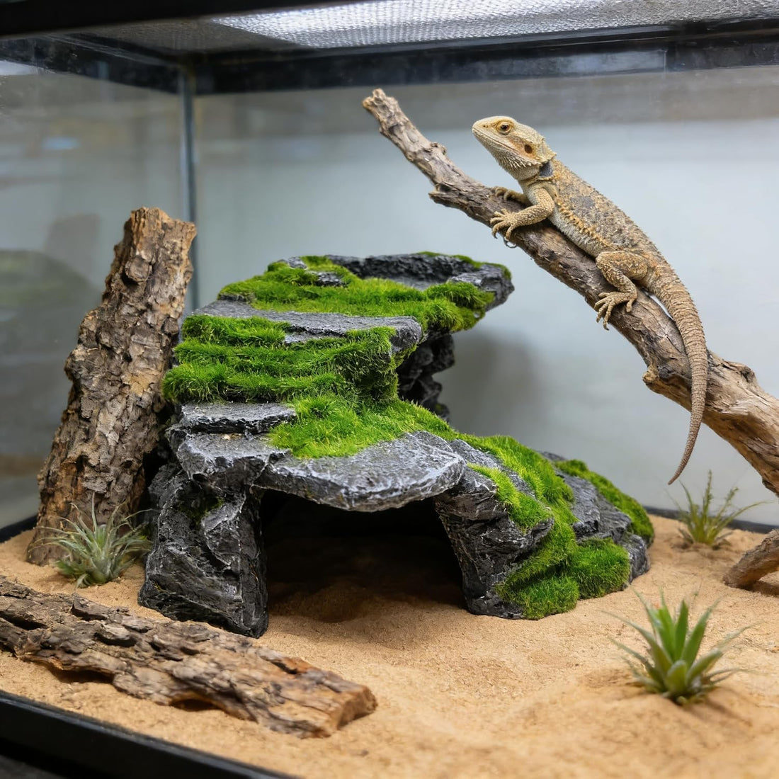 M2cbridge Reptile Hide Resting Step Ledge Cave Hideout Turtle Basking