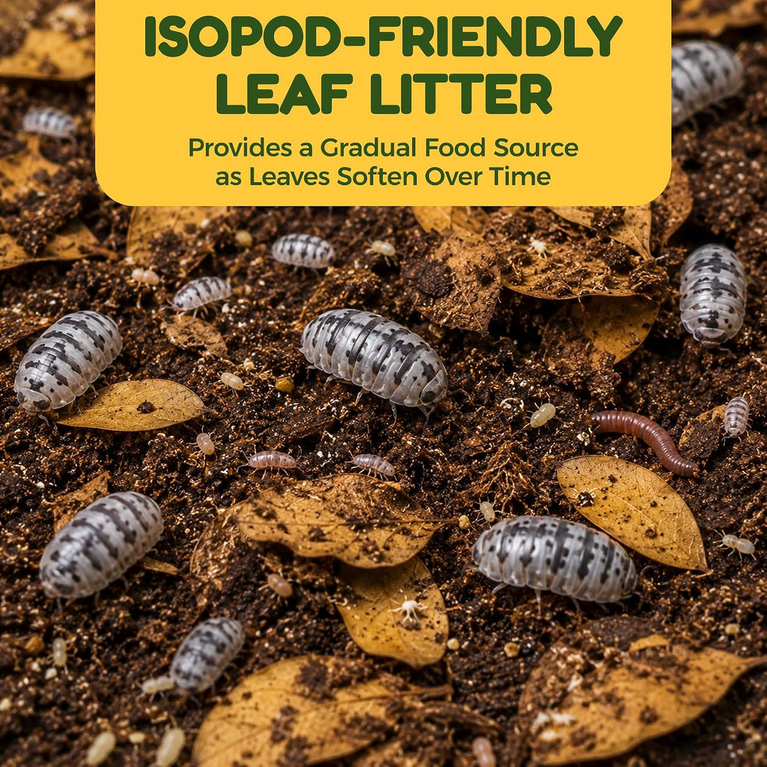 SunGrow 50 Pack Leaf Litter for Spider, Cricket & Isopod