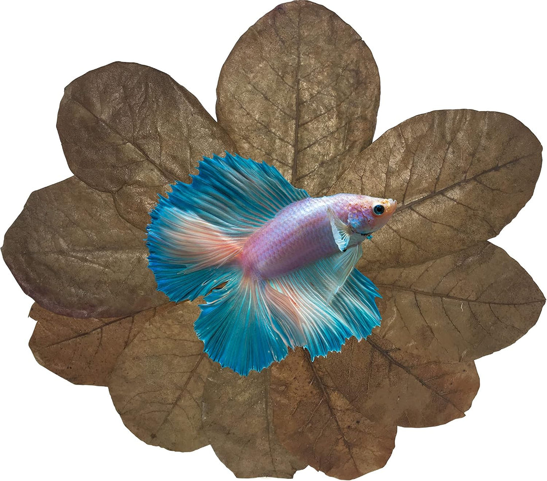 Awesome Aquatic Aquarium Catappa Indian Almond Leaves, 10 Count