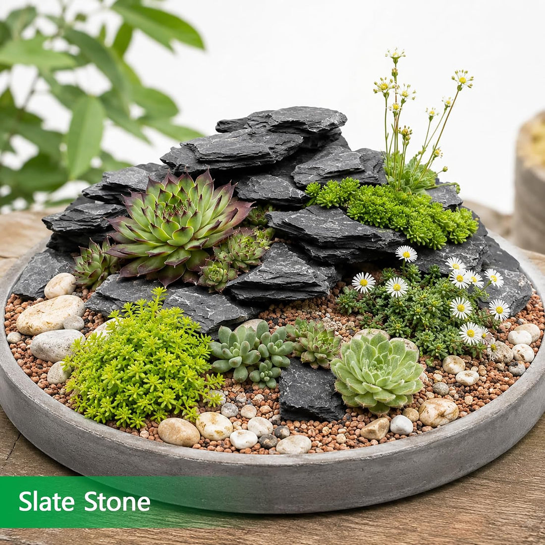 Natural Slate Stone 2-3 in 1LB Terrarium Rock for Miniature