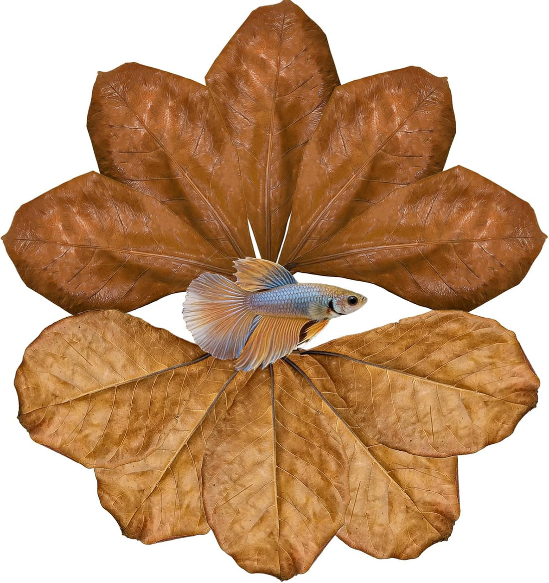 100Pcs Indian Almond Leaves Longan Leaves Aquarium Decor Water