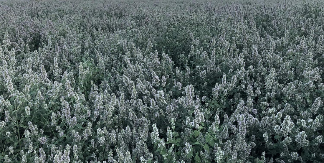 from The Field | Organically Grown Catnip & Valerian Root Blend |0.5
