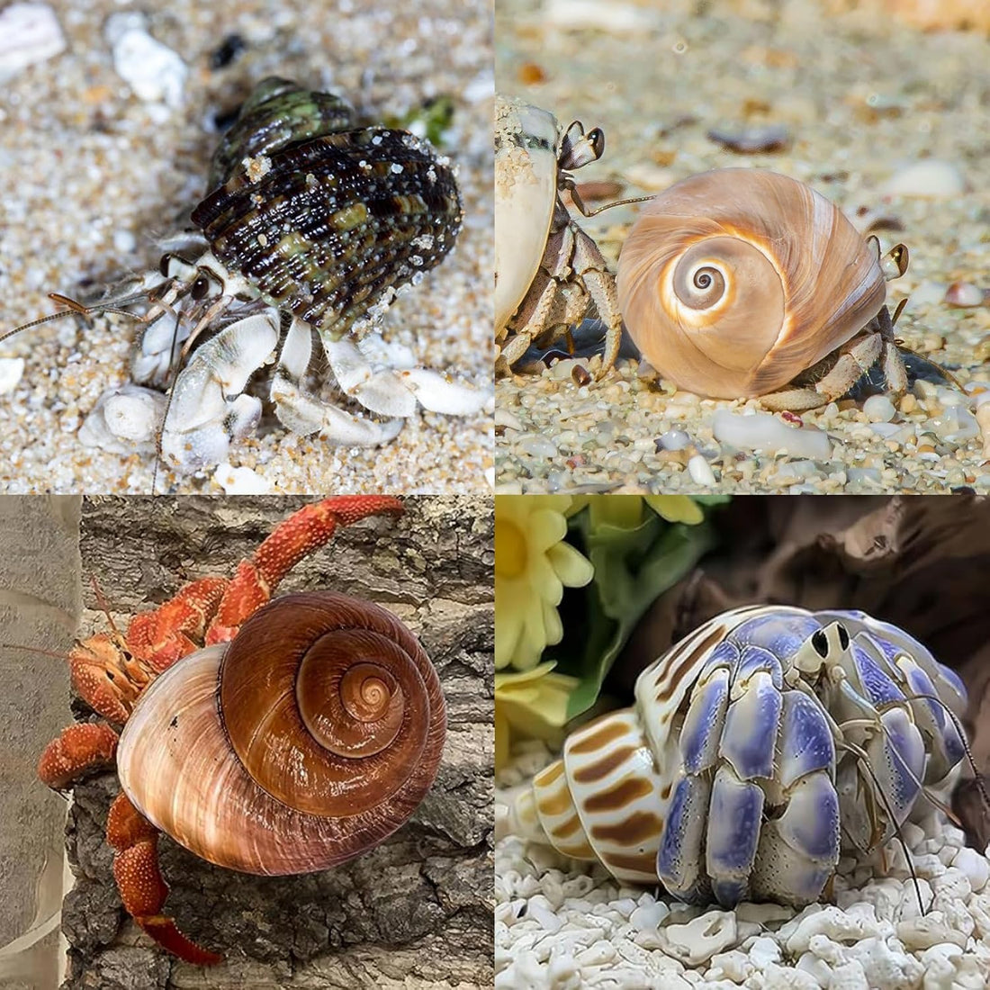 12PCS Hermit Crab Shells 1.6"-3.2", Growth Turbo Seashells