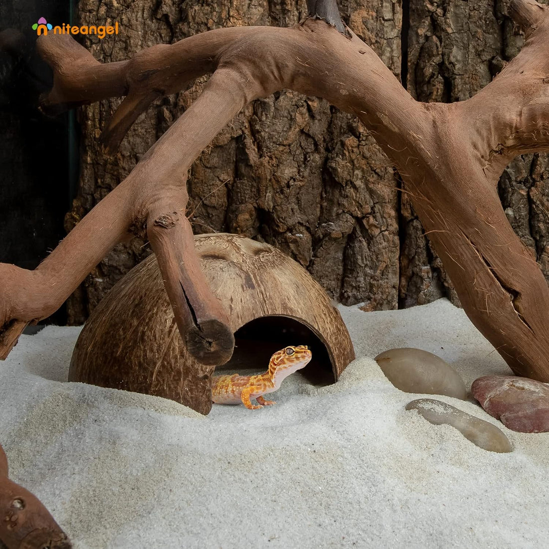2 Pack Natural Coconut Reptile Hideouts, Lizard
