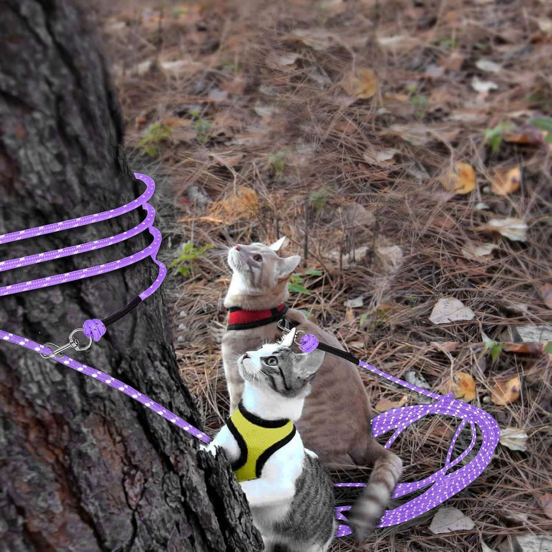 Reflective Cat Long Leash 15 FT, Outdoor Backyard Cat Tie Out Lead