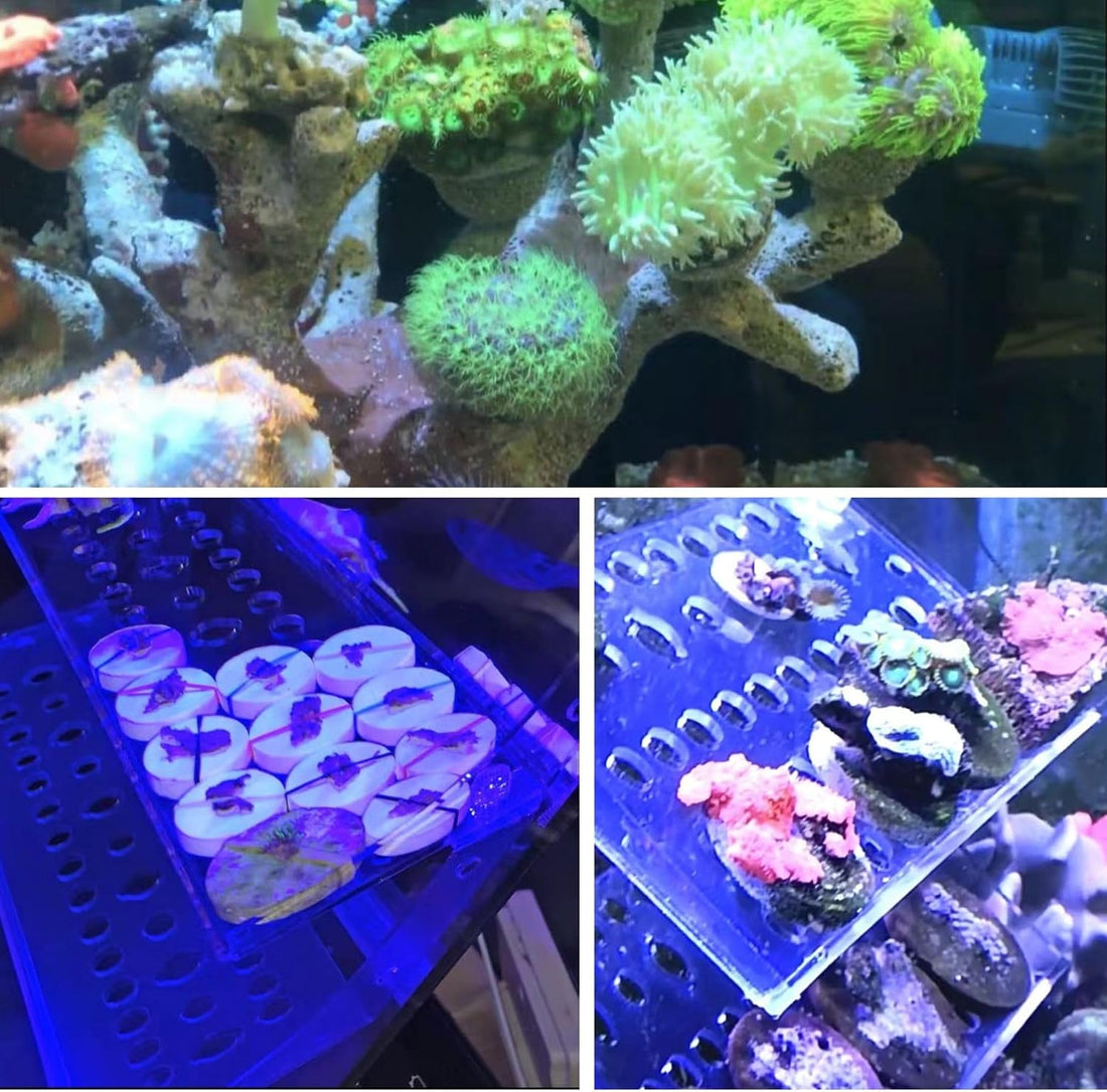 Coral Frag Plugs 70 Pcs Ceramic Coralline Frag Plug Round Base