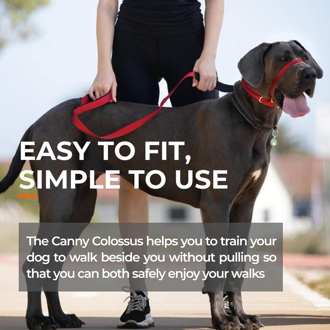 Canny Colossus No-Pull Dog Head Collar