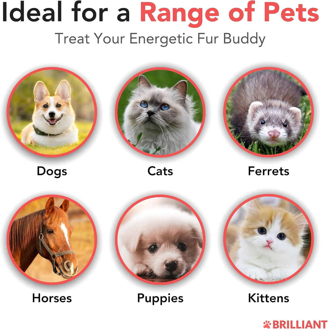 Brilliant Norwegian Salmon Oil for Dogs, Cats, Horse, Ferret