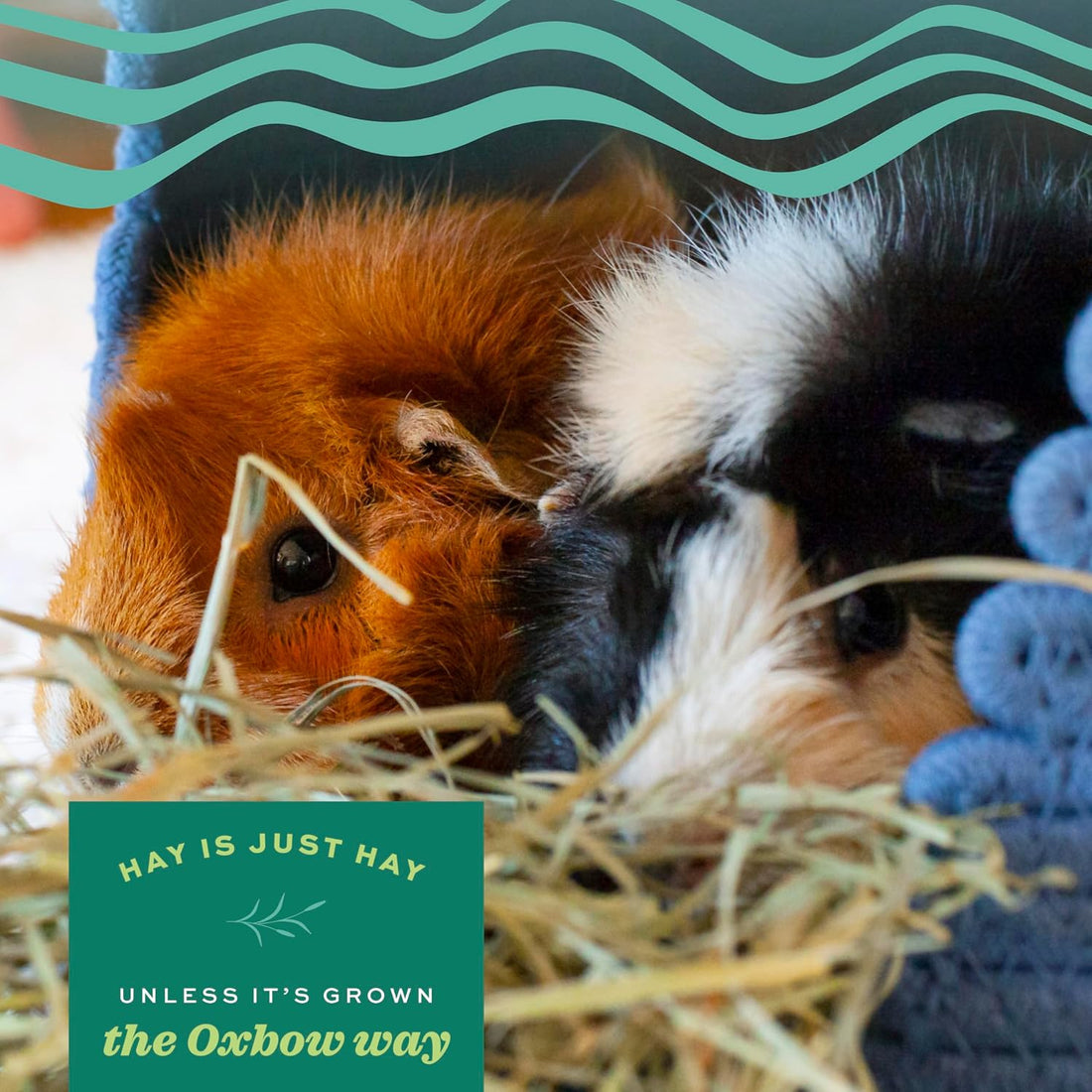 Oxbow Alfalfa Hay, Rabbit & Guinea Pig Hay, Hand-Sorted, De-Dusted