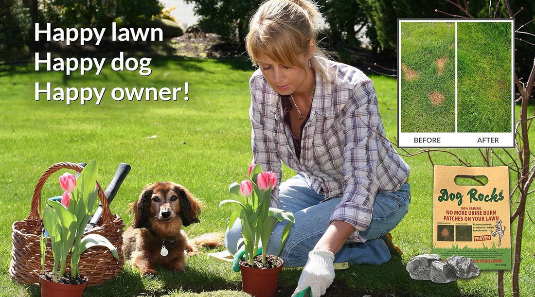 Dog Rocks for Urine Burning Grass - 200g Each