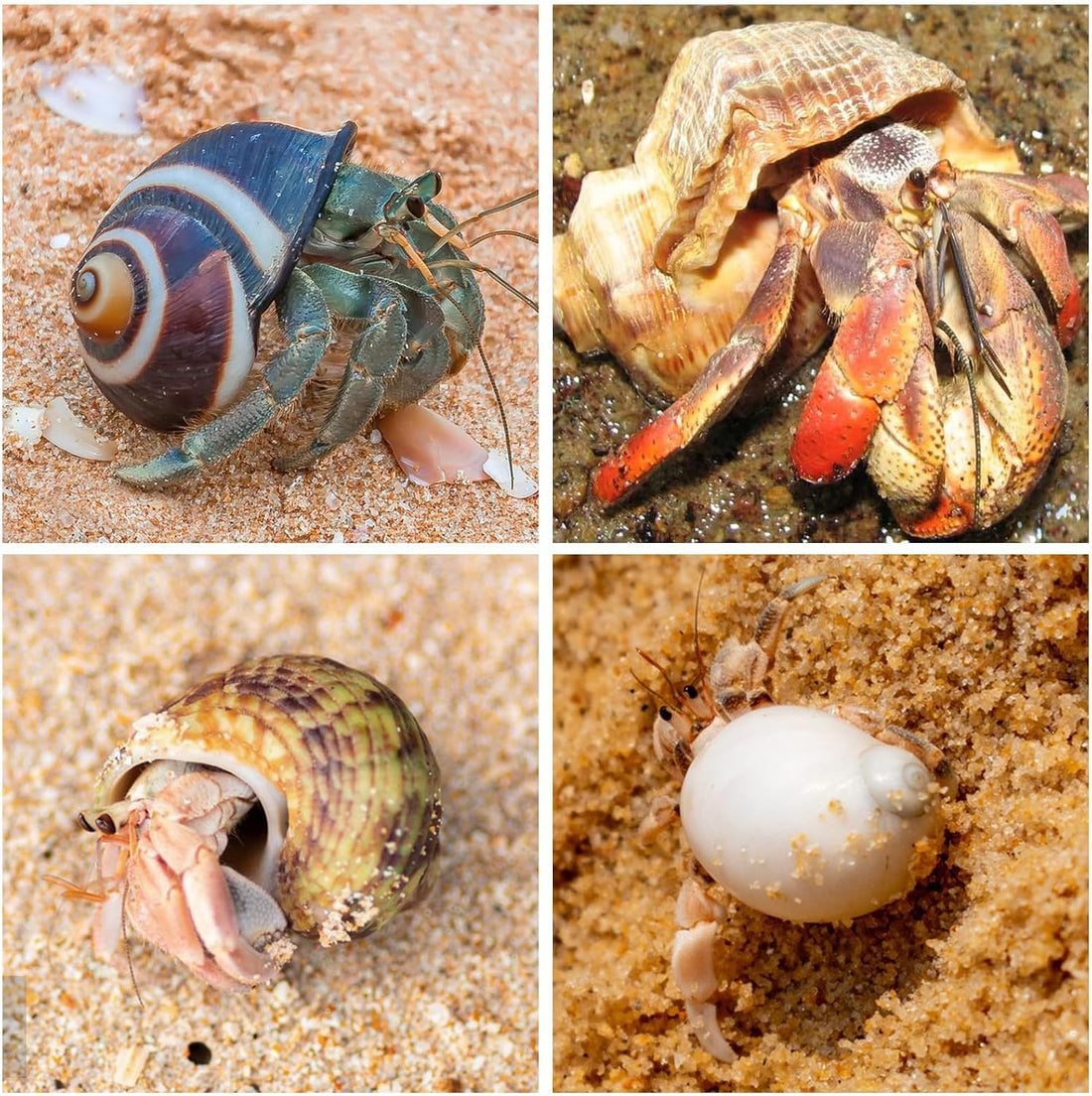 15PCS Hermit Crab Shells 1.6"-3.2", Growth Turbo Seashells