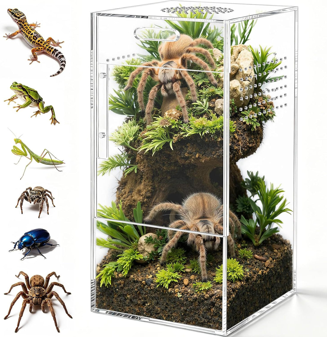 Pre-Assembled Jumping Spider Enclosure, All-Side Ventilation