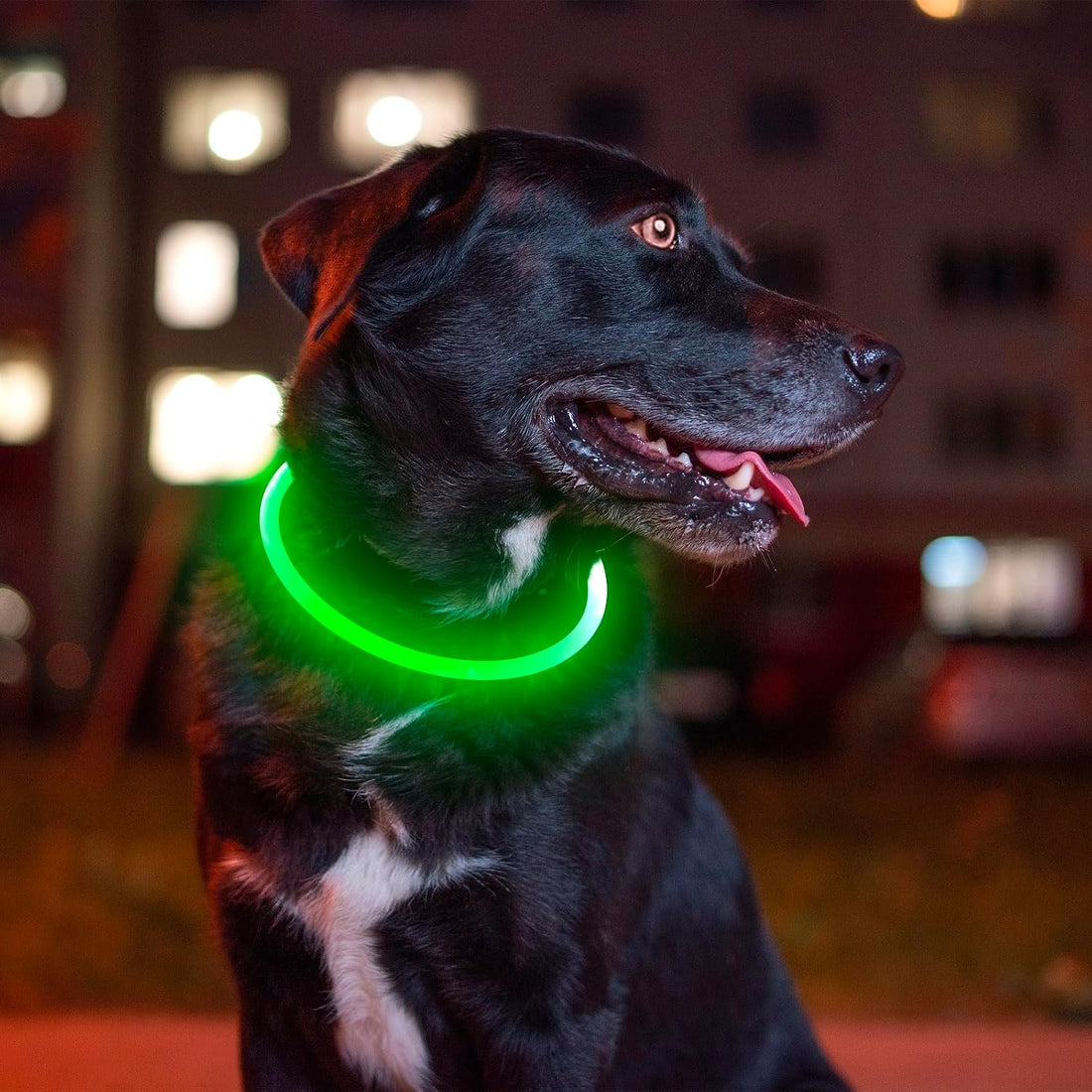 Led Dog Collar, BSEEN USB Rechargeable Flash Dog Necklace Light