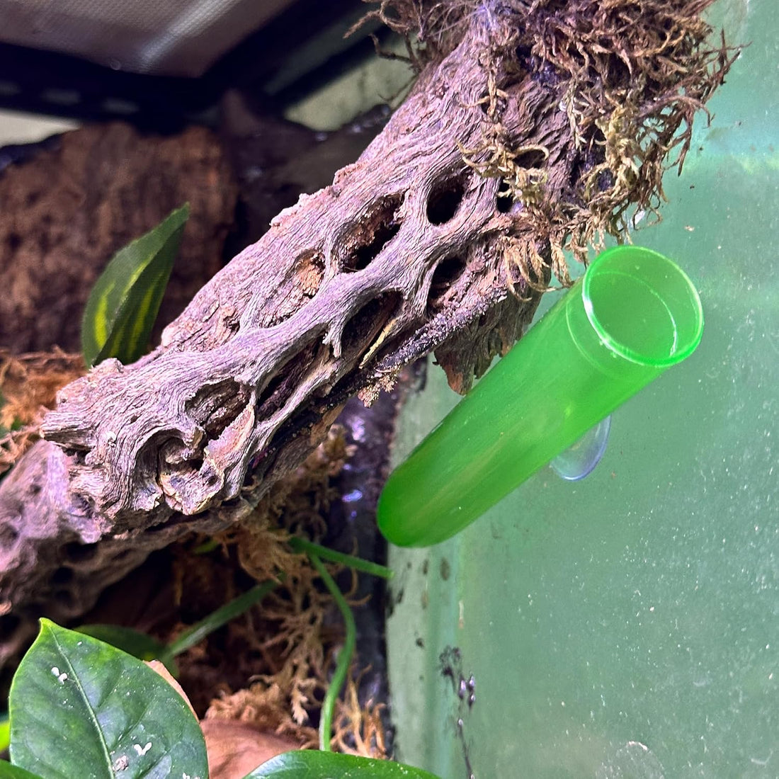 CTWPets Gecko Egg Laying Tube, Arboreal Terrarium Accessory, 1 Pack