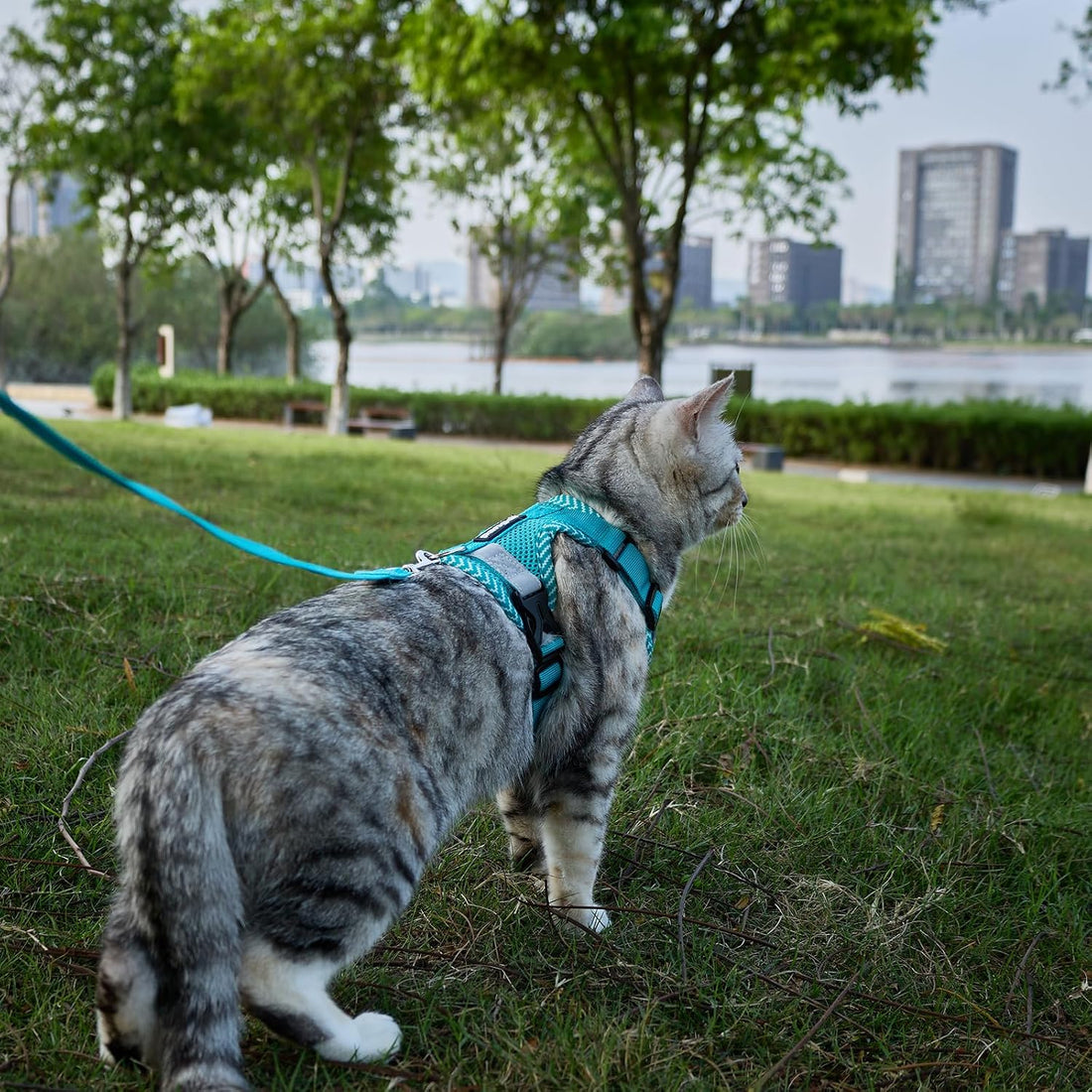 Cat Harness and Leash Set, Soft Mesh Cat Vest, Turquoise, XL