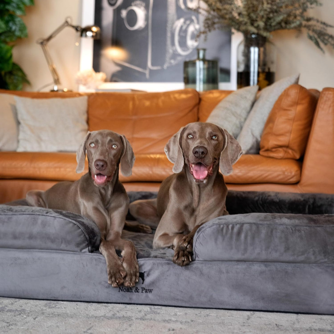 NOAH & PAW XXL Dog Bed, Orthopedic Memory Cooling Foam 55x45x11in