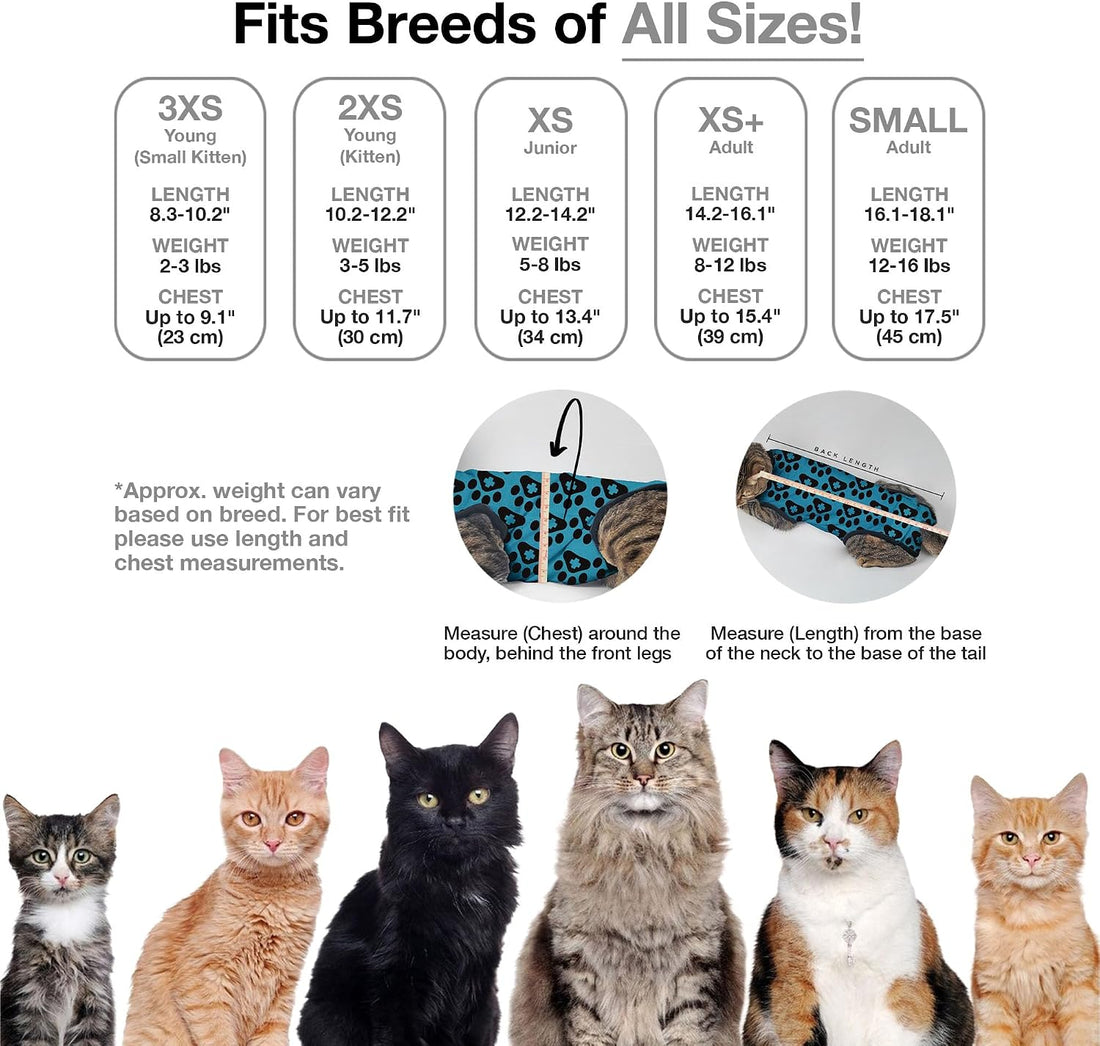 BellyGuard Cat Recovery Suit for Female and Male